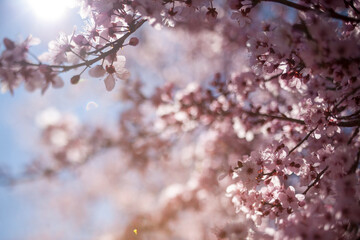 cherry blossom tree sunlight