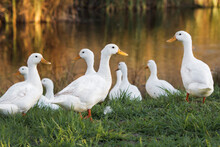 The Pekin Or White Pekin Ducks Standing Next To Their Pond