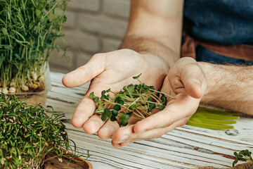 Male hands holding micro green sprouts, close up