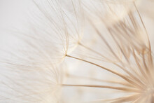 Dandelion On A White Background