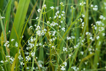 Green grass with white small flowers