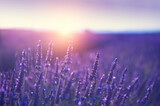 Fototapeta Lawenda - Lavender flowers at sunset in Provence, France. Macro image, shallow depth of field. Beautiful flower background