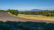© serge - View of Mont Ventoux and lavender and wheat fields