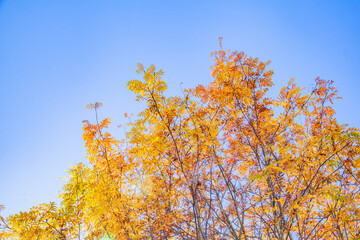 Wall Mural - Golden autumn in the park.