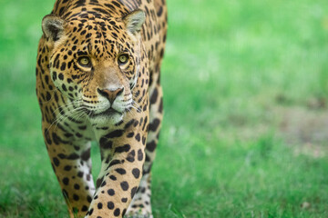 Wall Mural - jaguar walking in the jungle