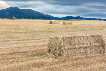 Bundles of straw in a dry field during the summer of Castilla in Spain