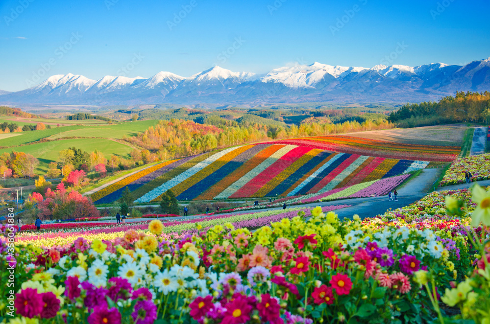 Panoramic Flower Gardens Shikisai hill in Biei, Japan - obrazy, fototapety, plakaty 