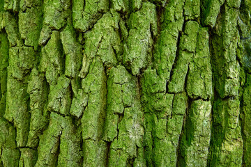 Wall Mural - green mossy coarse wooden bark pattern for background