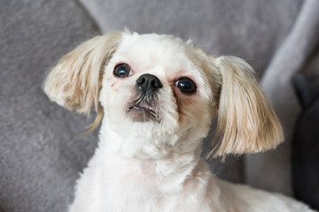 A white shi tzu dog sitting on a couch.