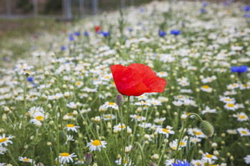 Sticker - field of poppies