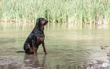 A Mix Of Rottweilers With Another Dog Taking A Bath In The River And Playing With A Ball
