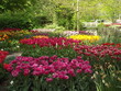 © Guenter - Bunte Tulpen in einem Park in Holland