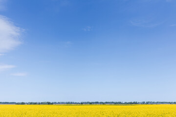 yellow blooming flowers on field against blue sky