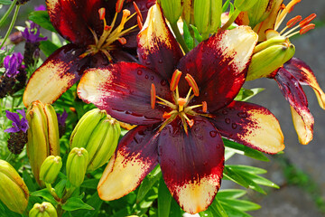  Bicolor Asiatic lily flower growing in the garden