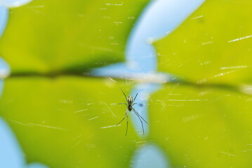 Spider in the summer