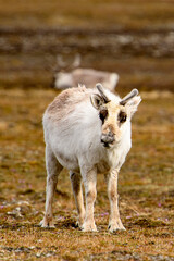 Wall Mural - Reindeer in Spitzbergen