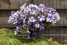 Purple White Hanging Basket Petunias