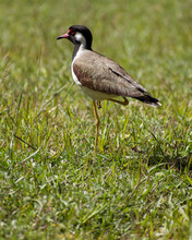 Brown & Black Bird In Ground With Green Grass Lapwing 