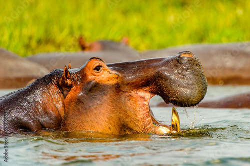 It's Hippopotamus in the river in Uganda, Africa Wallpaper Mural