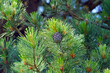 the cones from a swiss stone pine, pinus cembra, on the twigs in spring