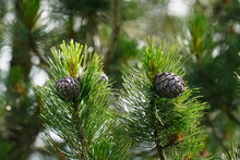 The Cones From A Swiss Stone Pine, Pinus Cembra, On The Twigs In Spring