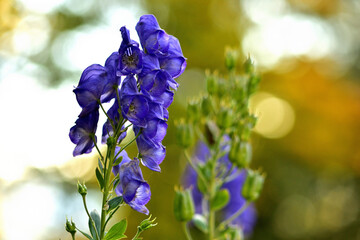 Close-up of bloom of Aconitum napellus also known as aconite, monkshood, wolf's-bane, leopard's bane, mousebane, women's bane, devil's helmet, queen of poisons, or blue rocket