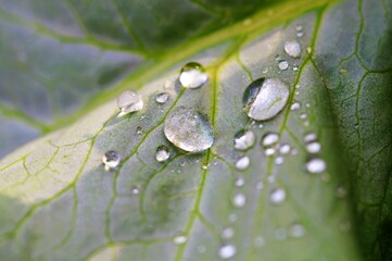 Raindrops on a leaf.