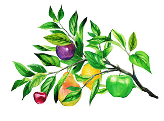 Wall Mural - Different watercolor fruits growing on the one branch