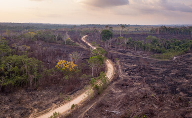 Wall Mural - Drone aerial view of deforestation on farm with illegal burning of forest trees to make pasture for cattle in Amazon rainforest, Para, Brazil. Concept of ecology, environment, co2, global warming.