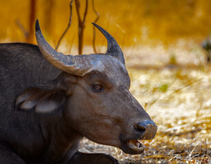 Wall Mural - It's Close view of a bull on the ground