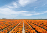 Fototapeta Tulipany - Colourful tulip fields in Holland. 