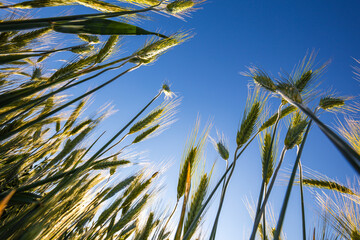 A beautiful green wheat field grows during a sunny day