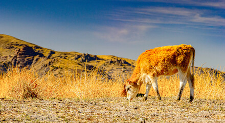 Wall Mural - Cow in the field of Peru