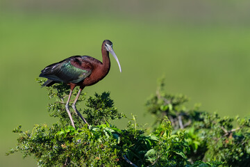 Wall Mural - a glossy ibis perched above a marsh.