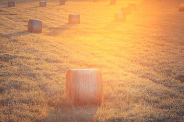 Some hay bales in a green wheat field