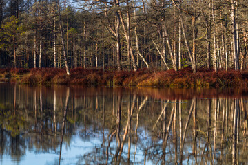 Colorful autumn day  in the Cenas moor