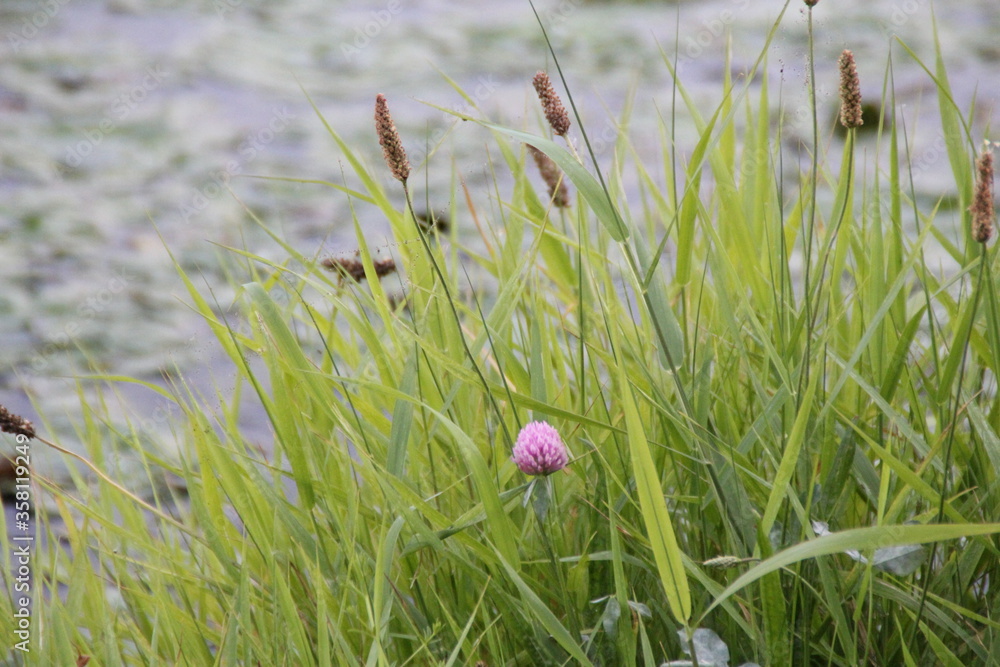 rzeka natura rosliny kwiaty trawa  - obrazy, fototapety, plakaty 