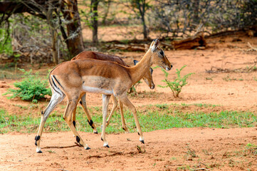 Wall Mural - It's Couple of antelopes walk over savanna