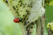 Cute Little Ladybug With Red Wings And Black Dotted Hunting For Plant Louses As Biological Pest Control And Natural Insecticide For Organic Farming With Natural Enemies Reduces Agriculture Pesticides