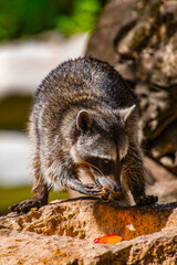 Wall Mural - It's Raccoon on the stone in Mexico