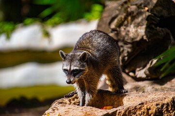 Wall Mural - It's Raccoon on the stone in Mexico