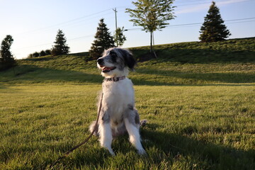 aussiedoodle dog