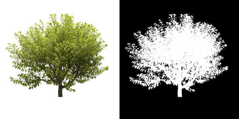 Wall Mural - Left view of tree (Prunus Padus Aurea) png with alpha channel to cutout made with 3D render
