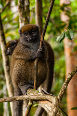 Wall Mural - Lemurs in Madagascar