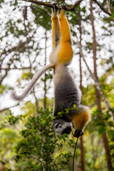 Wall Mural - Lemurs in Madagascar