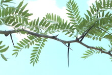 Acacia Large Thorns