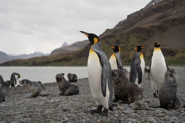 Group of king penguins and fur seals in Fortuna Bay, Antarctica.