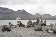 Group of fur seals in Fortuna Bay, Antarctica with an expedition ship in the background.