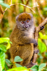 Canvas Print - Lemurs in Madagascar