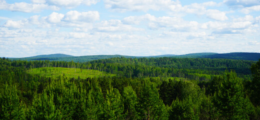 Wall Mural - Beautiful natural landscape. Coniferous forest and sky. Horizon. Green forest, blue sky and white fluffy clouds. Sunny summer day.